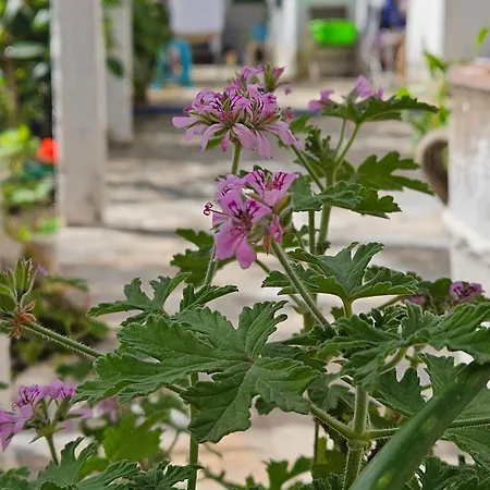 Aeria Appartement Himarë